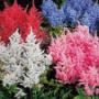 Astilbe Mix