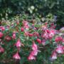Vinterhärdig fuchsia 'Lady Thumb'