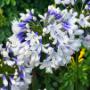 Agapanthus 'Twister'