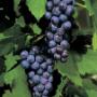 Vindruvor 'Muscat Blue'