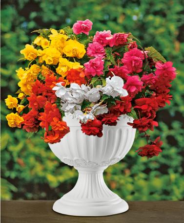 Hängbegonior Mix Hängbegonior Mix