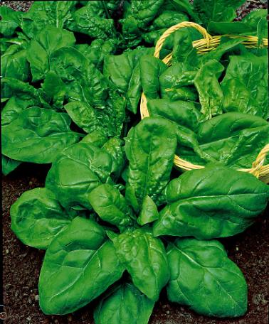 Spenat 'Symphony F:1 hybrid'