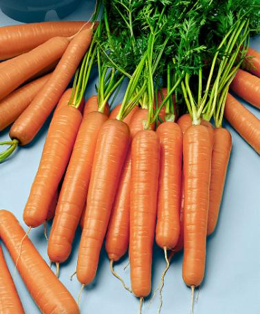 Fröband med Morötter 'Nantes'